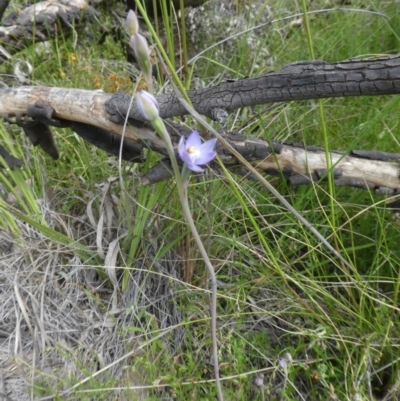 Thelymitra sp. (A Sun Orchid) at Black Mountain - 28 Oct 2021 by WendyW
