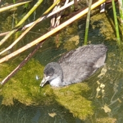 Fulica atra (Eurasian Coot) at Franklin, ACT - 31 Oct 2021 by LD12