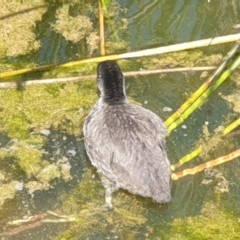 Fulica atra at Franklin, ACT - 31 Oct 2021 11:08 AM