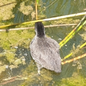 Fulica atra at Franklin, ACT - 31 Oct 2021