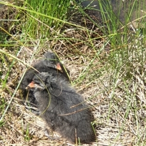 Fulica atra at Franklin, ACT - 31 Oct 2021 11:37 AM