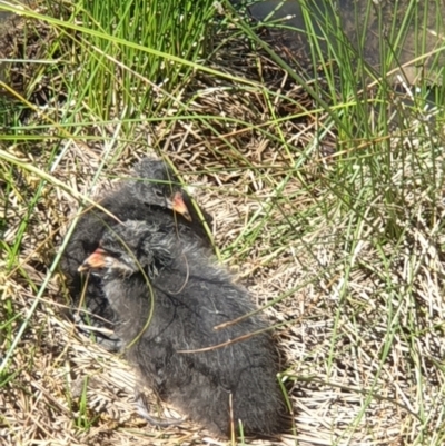 Fulica atra (Eurasian Coot) at Gungaderra Creek Ponds - 31 Oct 2021 by LD12