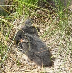 Fulica atra at Franklin, ACT - 31 Oct 2021 11:37 AM