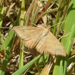 Scopula rubraria (Reddish Wave, Plantain Moth) at Harrison, ACT - 31 Oct 2021 by LD12