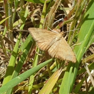 Scopula rubraria at Harrison, ACT - 31 Oct 2021