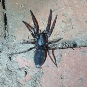 Lampona cylindrata at Turner, ACT - 27 Oct 2021 09:27 PM