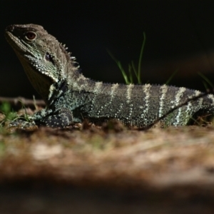 Intellagama lesueurii howittii at Paddys River, ACT - 30 Oct 2021