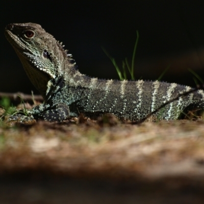 Intellagama lesueurii howittii (Gippsland Water Dragon) at Cotter Reserve - 30 Oct 2021 by MichaelDianne