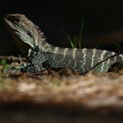 Intellagama lesueurii howittii (Gippsland Water Dragon) at Paddys River, ACT - 30 Oct 2021 by MichaelDianne