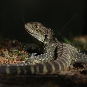 Intellagama lesueurii howittii at Paddys River, ACT - 30 Oct 2021