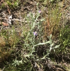 Vittadinia gracilis (New Holland Daisy) at Bruce Ridge to Gossan Hill - 30 Oct 2021 by goyenjudy