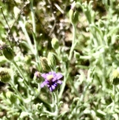 Vittadinia gracilis at Bruce, ACT - 31 Oct 2021