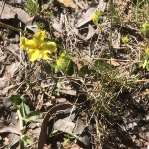 Goodenia hederacea subsp. hederacea at Bruce, ACT - 31 Oct 2021 10:06 AM