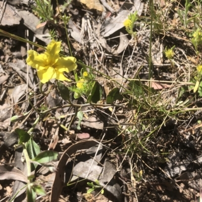 Goodenia hederacea subsp. hederacea (Ivy Goodenia, Forest Goodenia) at Gossan Hill - 30 Oct 2021 by goyenjudy