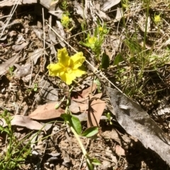 Goodenia hederacea subsp. hederacea at Bruce, ACT - 31 Oct 2021 10:06 AM