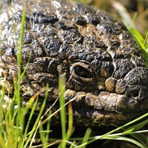 Tiliqua rugosa at Ainslie, ACT - 27 Oct 2021