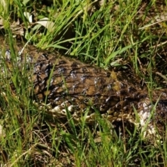 Tiliqua rugosa at Ainslie, ACT - 27 Oct 2021