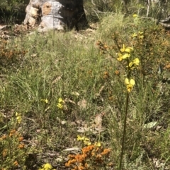 Diuris sulphurea (Tiger Orchid) at Bruce, ACT - 29 Oct 2021 by goyenjudy