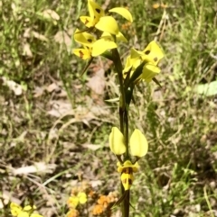 Diuris sulphurea at Bruce, ACT - 30 Oct 2021