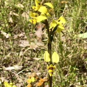 Diuris sulphurea at Bruce, ACT - 30 Oct 2021