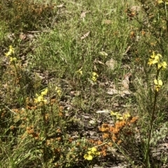 Diuris sulphurea at Bruce, ACT - 30 Oct 2021