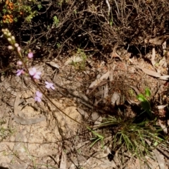 Stylidium graminifolium (grass triggerplant) at Bruce, ACT - 30 Oct 2021 by goyenjudy