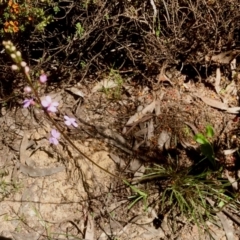 Stylidium graminifolium (Grass Triggerplant) at Bruce, ACT - 29 Oct 2021 by goyenjudy