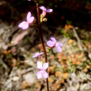 Stylidium graminifolium at Bruce, ACT - 30 Oct 2021