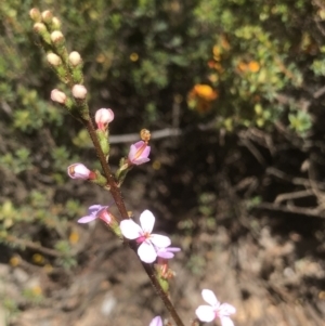 Stylidium graminifolium at Bruce, ACT - 30 Oct 2021