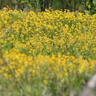 Ranunculus lappaceus (Australian Buttercup) at Wodonga Regional Park - 30 Oct 2021 by KylieWaldon