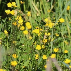 Ranunculus lappaceus at Killara, VIC - 31 Oct 2021