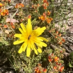 Microseris walteri (Yam Daisy, Murnong) at Bruce Ridge to Gossan Hill - 29 Oct 2021 by goyenjudy