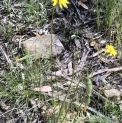 Microseris walteri at Bruce, ACT - 30 Oct 2021 10:58 AM