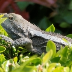 Amphibolurus muricatus (Jacky Lizard) at Wilton, NSW - 31 Oct 2021 by ScottWebster