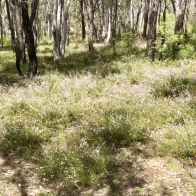 Gaudium multicaule (Teatree) at Bruce Ridge to Gossan Hill - 30 Oct 2021 by goyenjudy