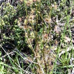 Drosera auriculata (Tall Sundew) at Gossan Hill - 18 Oct 2021 by goyenjudy