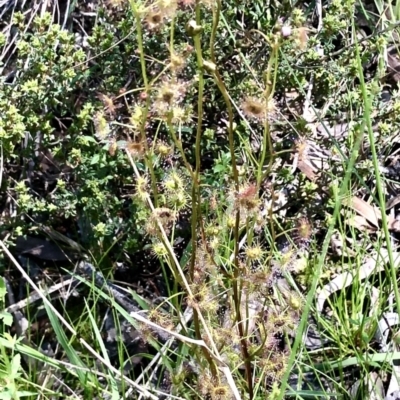 Drosera auriculata (Tall Sundew) at Bruce, ACT - 18 Oct 2021 by goyenjudy