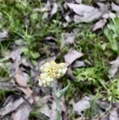 Pseudognaphalium luteoalbum (Jersey Cudweed) at Bruce Ridge to Gossan Hill - 21 Oct 2021 by goyenjudy