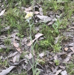 Pseudognaphalium luteoalbum at Bruce, ACT - 21 Oct 2021