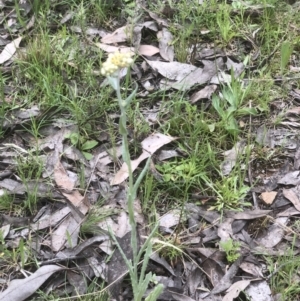 Pseudognaphalium luteoalbum at Bruce, ACT - 21 Oct 2021 11:42 AM