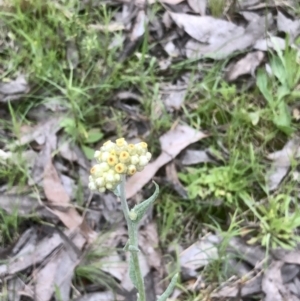 Pseudognaphalium luteoalbum at Bruce, ACT - 21 Oct 2021 11:42 AM