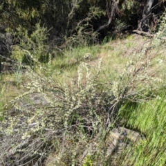 Discaria pubescens (Australian Anchor Plant) at Stromlo, ACT - 31 Oct 2021 by HelenCross