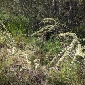 Discaria pubescens at Stromlo, ACT - 31 Oct 2021