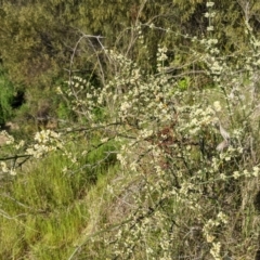 Discaria pubescens at Stromlo, ACT - 31 Oct 2021