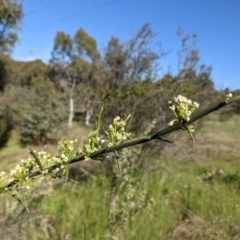 Discaria pubescens at Stromlo, ACT - 31 Oct 2021 09:01 AM