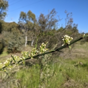 Discaria pubescens at Stromlo, ACT - 31 Oct 2021