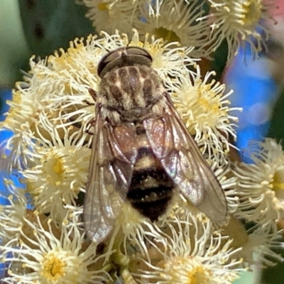 Dasybasis sp. (genus) (A march fly) at QPRC LGA - 31 Oct 2021 by aussiestuff
