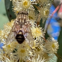 Dasybasis sp. (genus) at Jerrabomberra, NSW - 31 Oct 2021