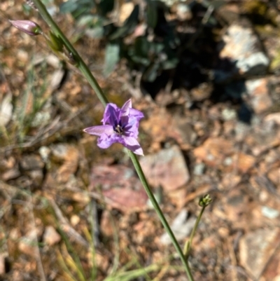 Arthropodium fimbriatum (Nodding Chocolate Lily) at Red Hill to Yarralumla Creek - 31 Oct 2021 by KL