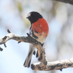 Petroica boodang at Stromlo, ACT - 31 Oct 2021 01:30 PM